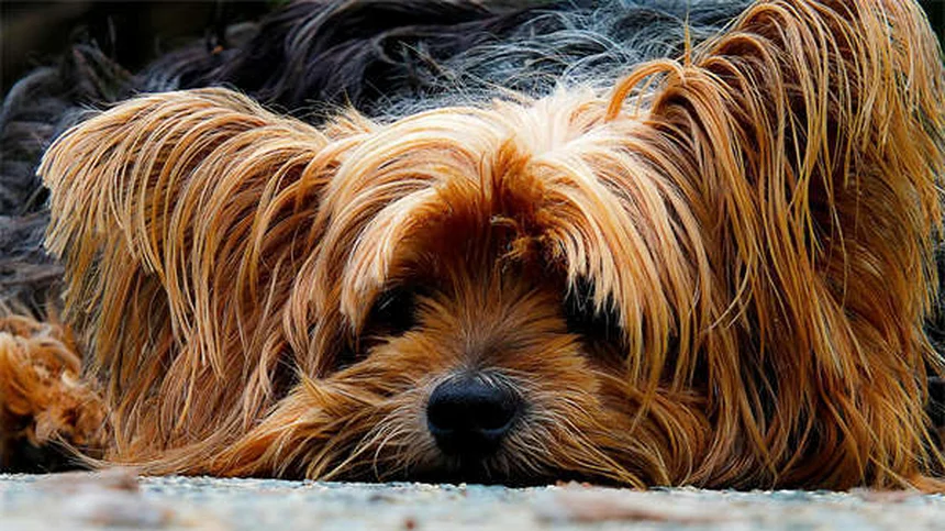 Malattia di Lyme nei Gatti: Sintomi, Cura e Prevenzione