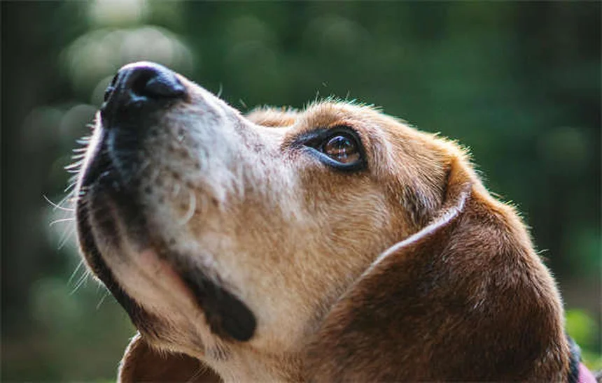 Come onorare la memoria del tuo animale domestico: 10 idee commoventi