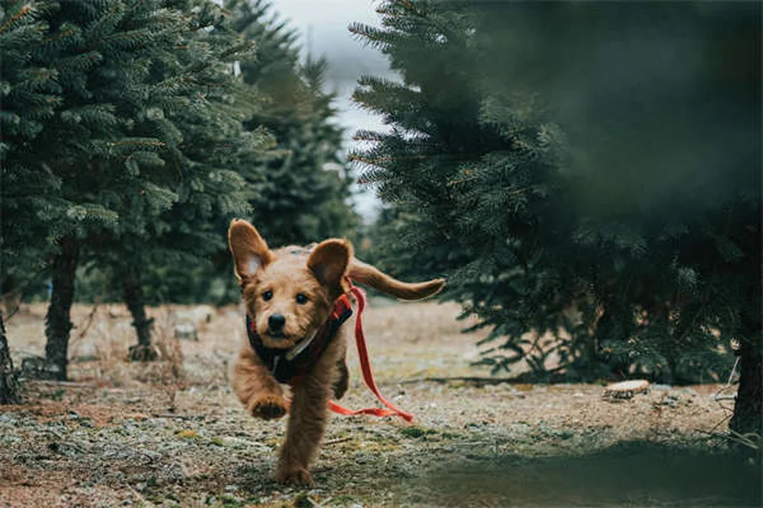 Come onorare la memoria del tuo animale domestico: 10 idee commoventi