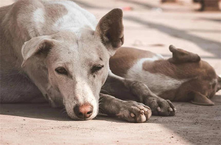 Come pulire i denti a cani e gatti: guida completa per una bocca sana