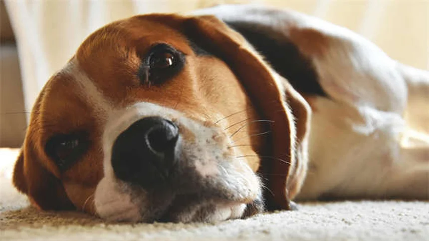 Benadryl per gatti: Guida sicura all'uso e dosaggio