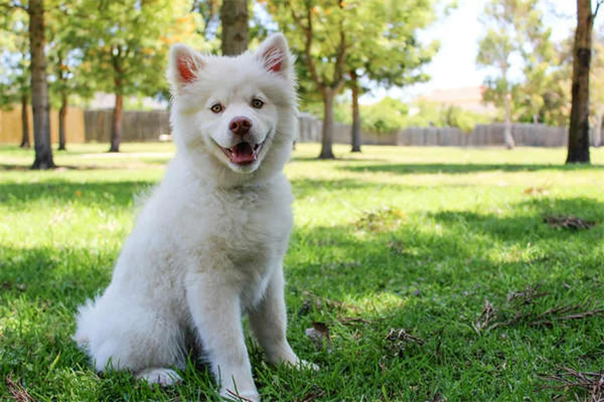 Ibuprofene per cani: 5 motivi per cui è letale e cosa fare