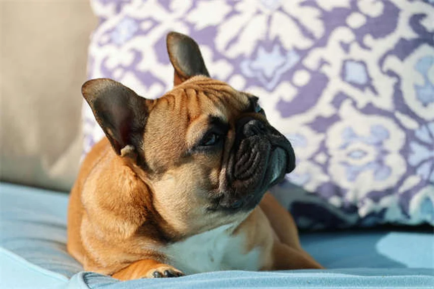 Ibuprofene per cani: 5 motivi per cui è letale e cosa fare
