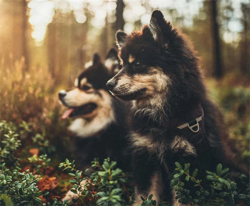 Ibuprofene per cani: 5 motivi per cui è letale e cosa fare