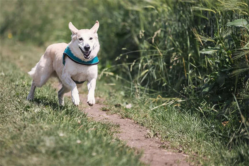 Come eliminare le pulci dal gatto: guida definitiva con rimedi efficaci