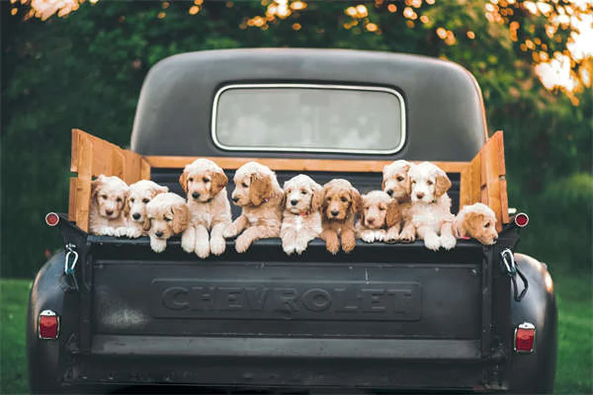 5 Pericoli Ambientali per il Tuo Animale Domestico: Come Proteggerlo