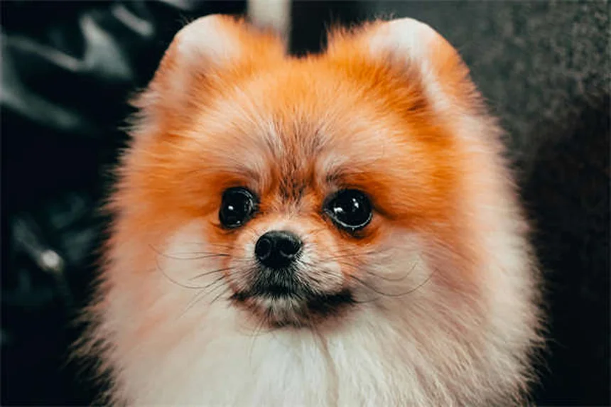 5 Pericoli Ambientali per il Tuo Animale Domestico: Come Proteggerlo