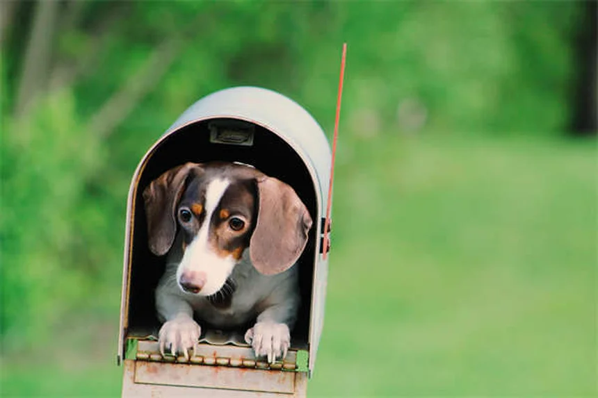Adottare un cane o gatto: 10 consigli essenziali prima di portarlo a casa