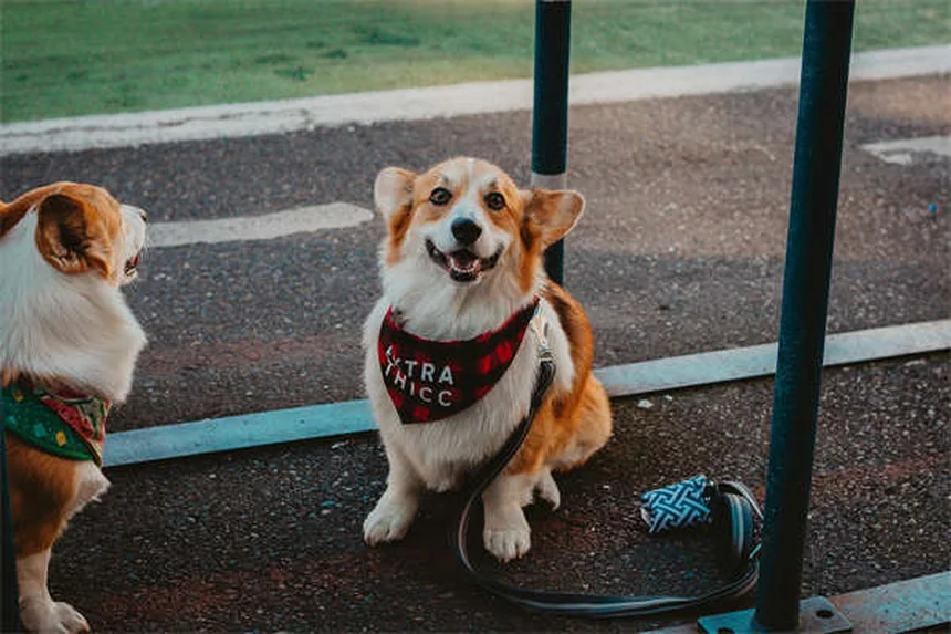 Adottare un cane o gatto: 10 consigli essenziali prima di portarlo a casa