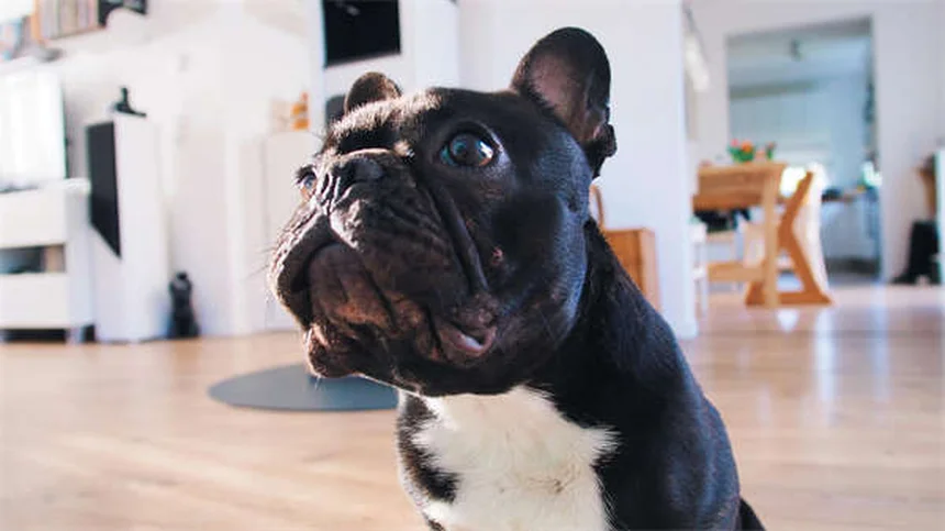 Problemi alla spalla del cane: sintomi e cure efficaci