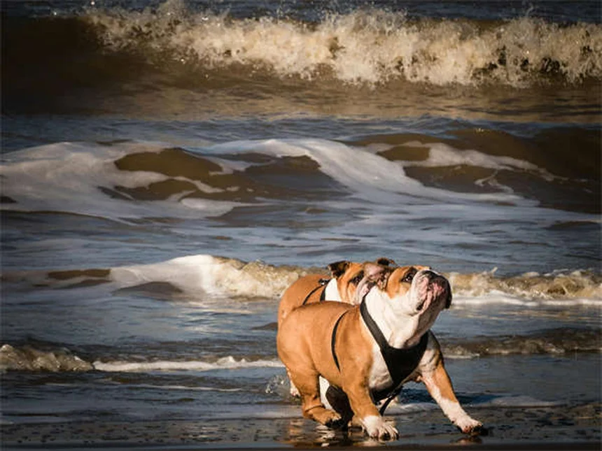Problemi alla spalla del cane: sintomi e cure efficaci