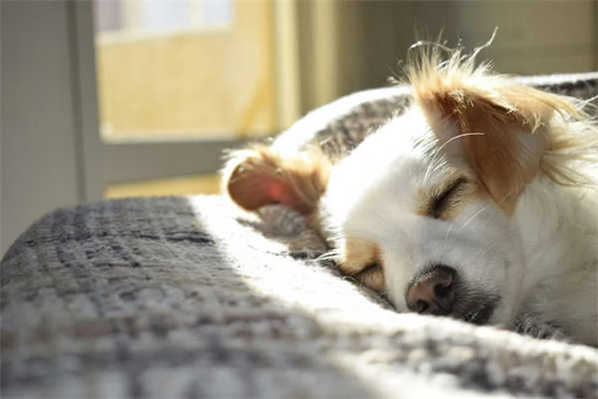 Quante volte lavare il cane? Guida completa per ogni razza