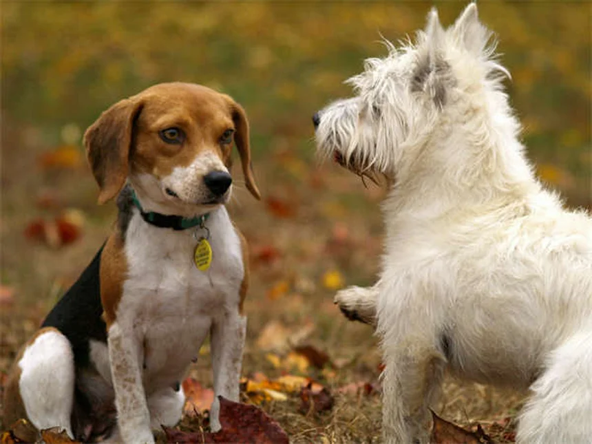 Quante volte lavare il cane? Guida completa per ogni razza