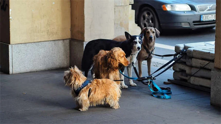 Come coinvolgere il tuo cane nel volontariato: 5 modi per fare la differenza