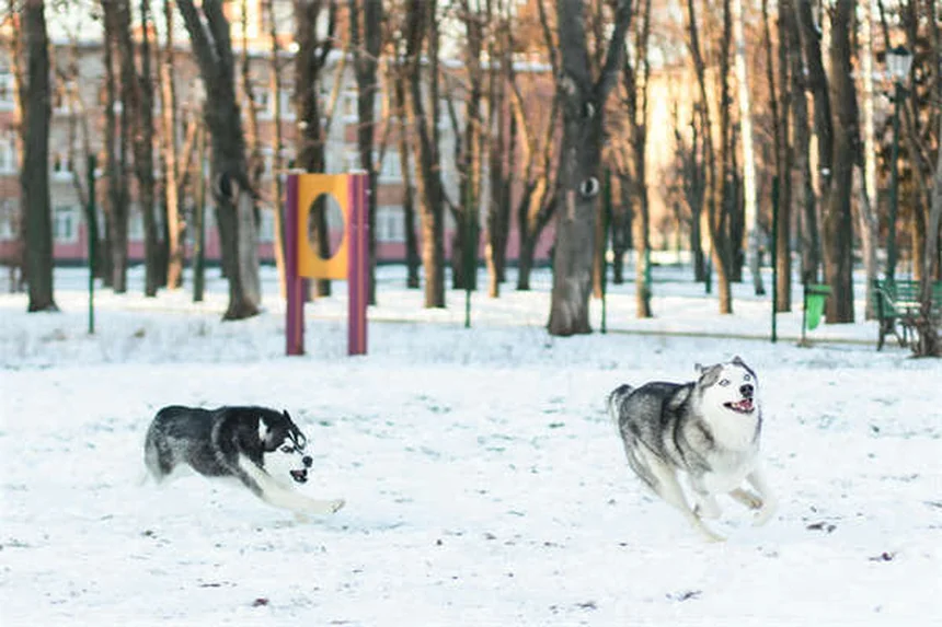 Come coinvolgere il tuo cane nel volontariato: 5 modi per fare la differenza