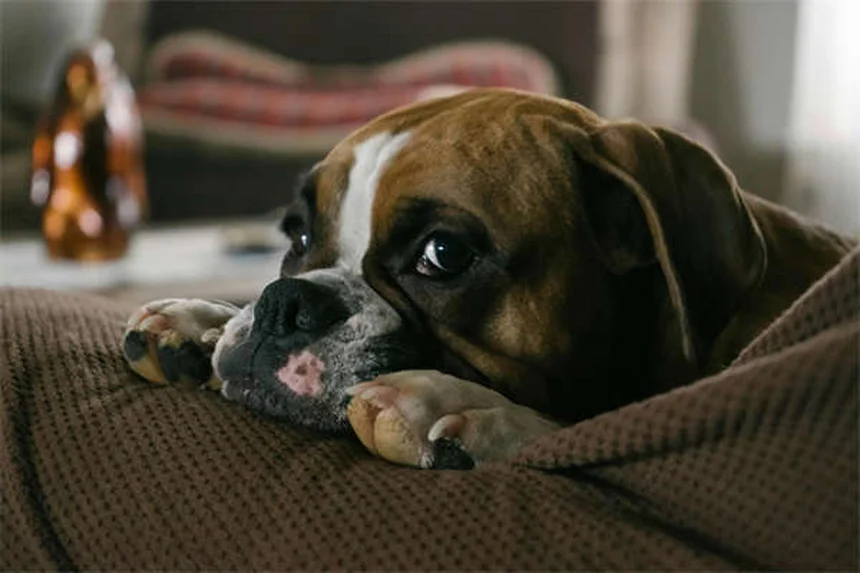 Gravidanza del cane: guida completa dalla A alla Z