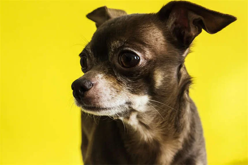 Perché i cani si rotolano sugli animali morti? Scopri i motivi!
