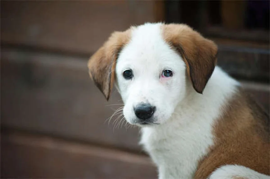 Furosemide per cani: guida completa all'uso e effetti collaterali
