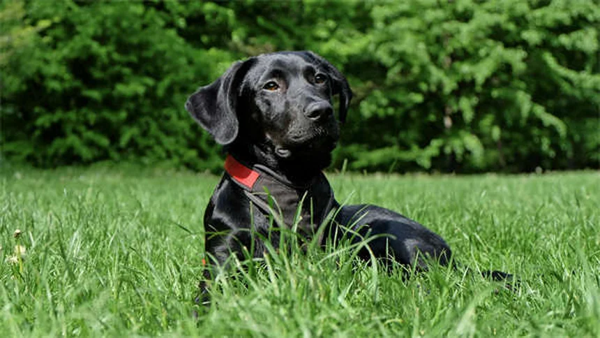 Come percepiscono il tempo i cani? Scopri il loro straordinario orologio biologico
