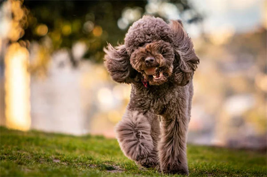 Come proteggere il tuo cane da pulci, zecche e altri parassiti: guida completa