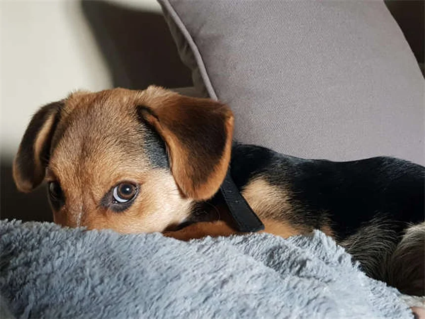 Come proteggere il tuo cane da pulci, zecche e altri parassiti: guida completa