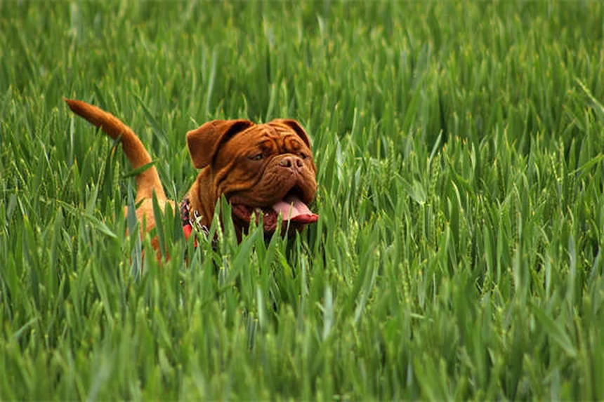 Come proteggere il tuo cane da pulci, zecche e altri parassiti: guida completa