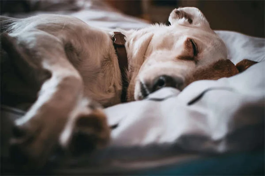 Versamento pleurico nei cani: sintomi, cause e cure urgenti